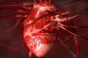 The heart