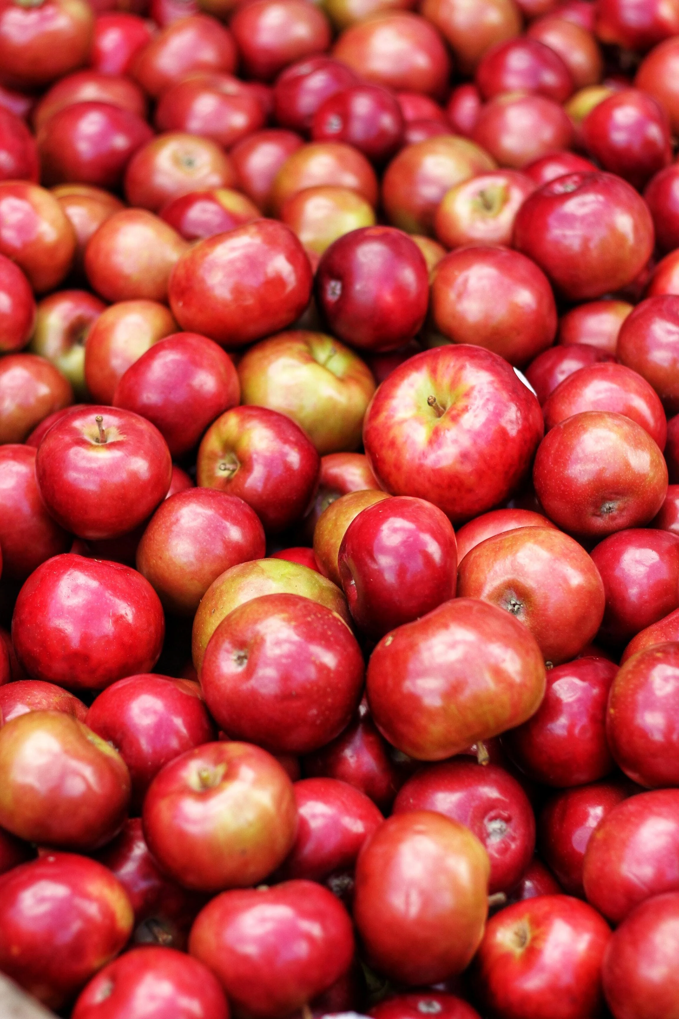 Red apples