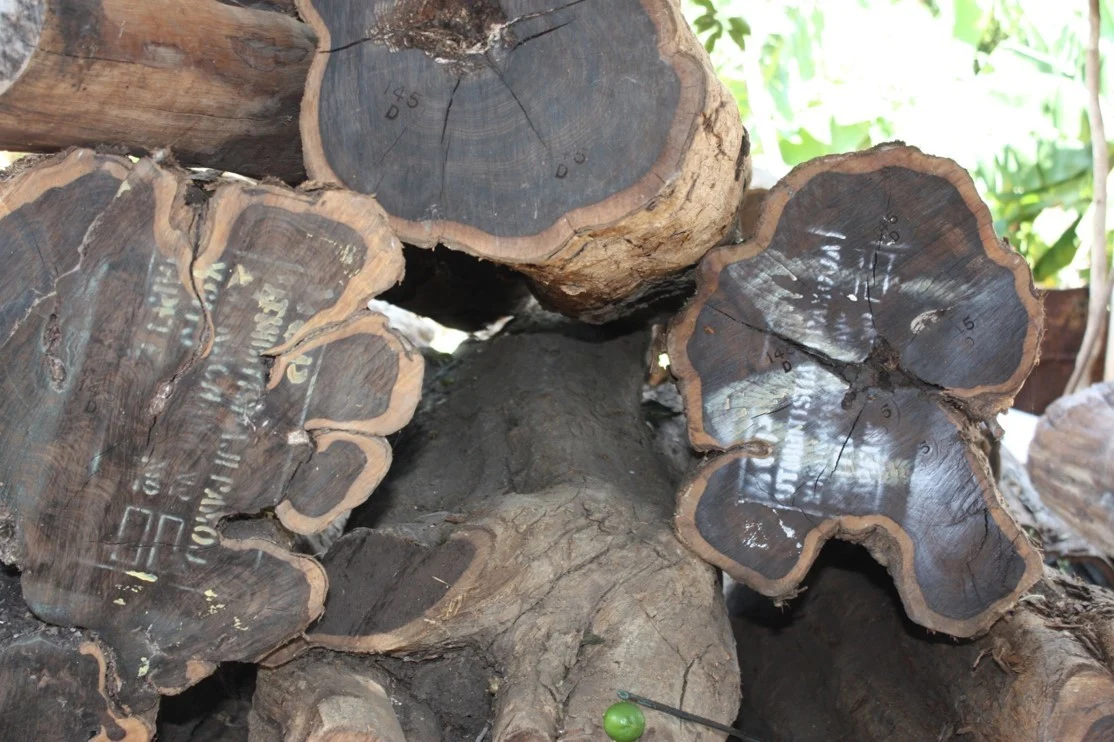 Ends of trees that have been chopped down