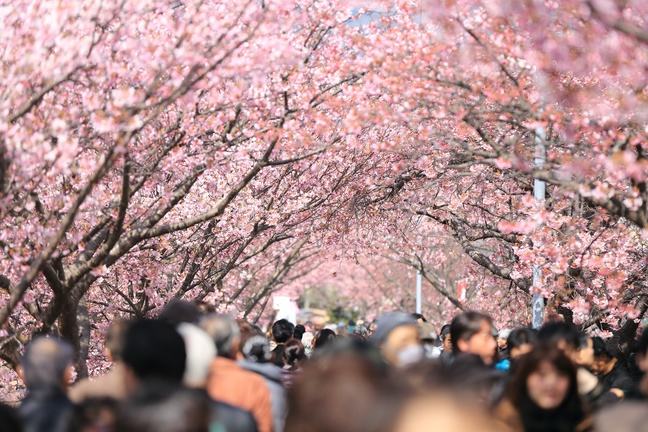 Cherry blossom and people.