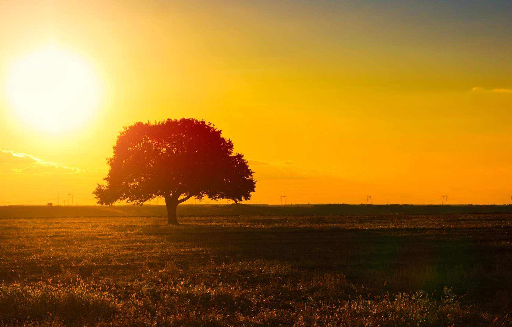 a lone tree at sunset