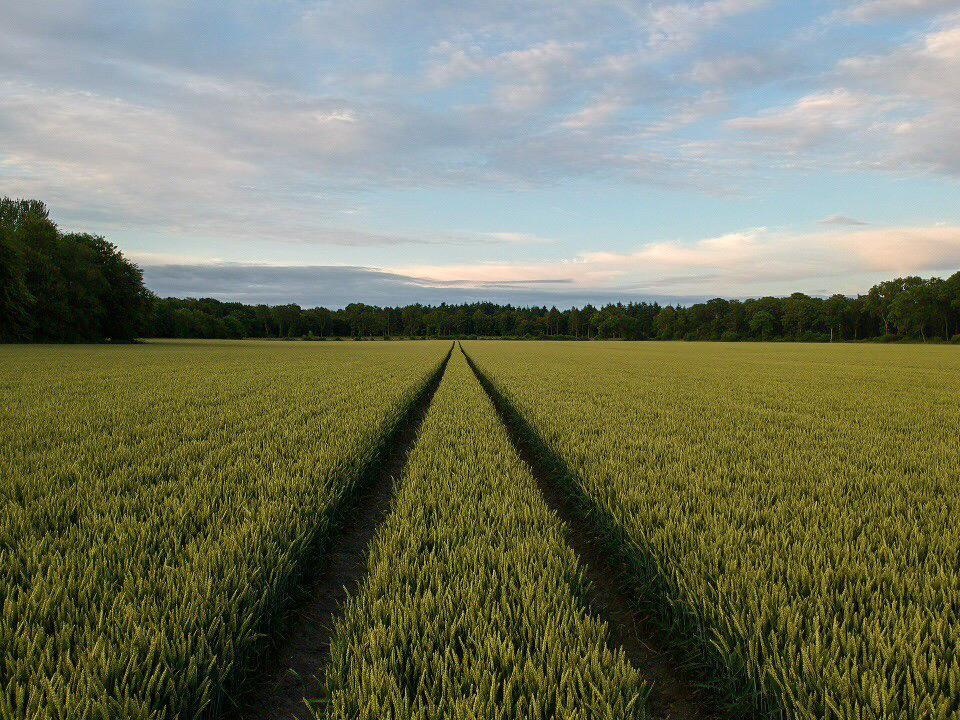 Photograph of field of wheat