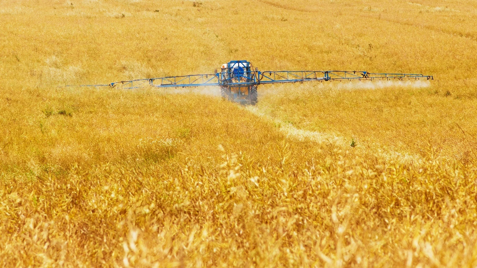 A tractor spraying fertilizer throughout a wheat field.