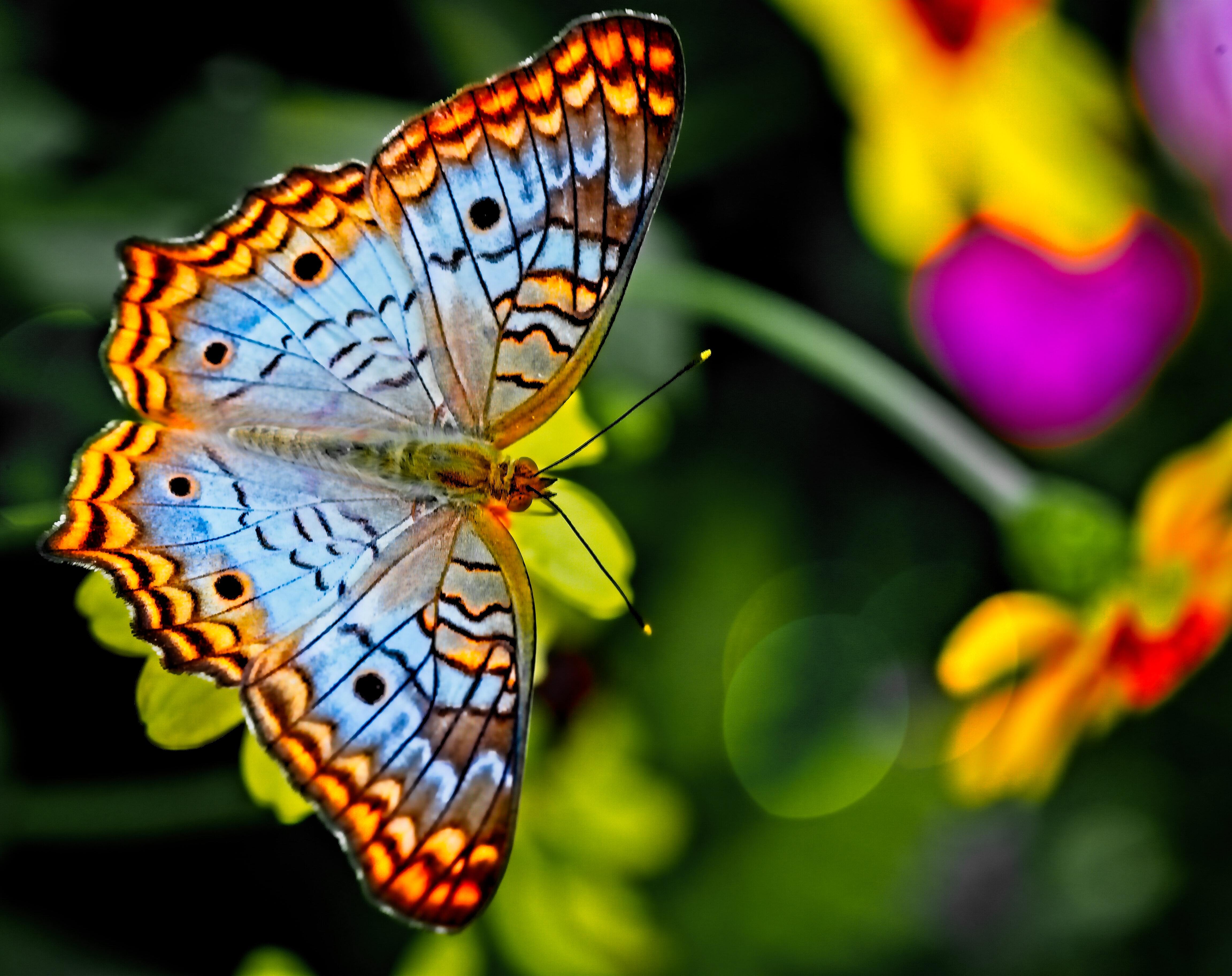 Orange and black-coloured butterfly