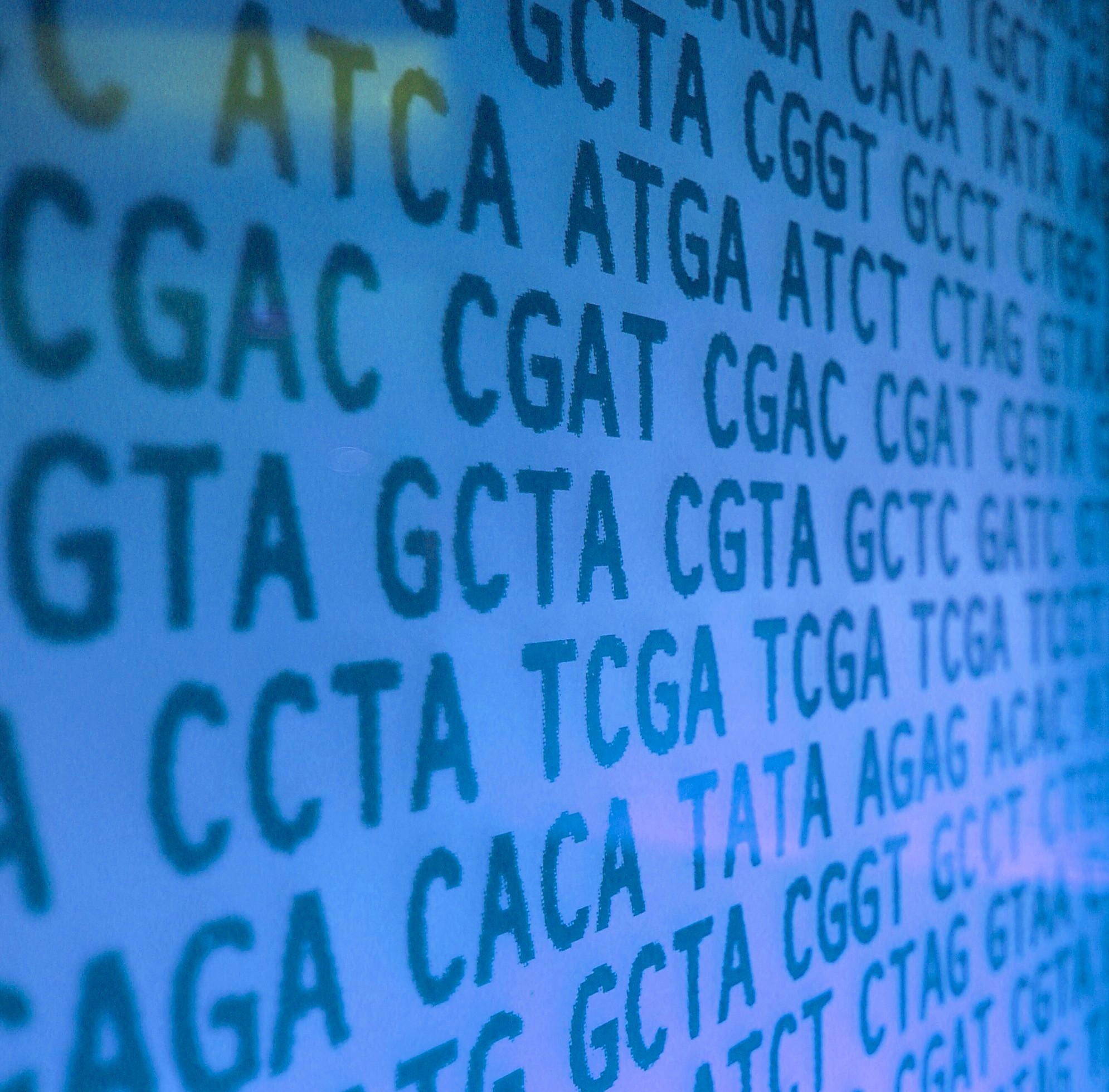 DNA sequence, dark blue letters  CGTA representing bases on paler blue background, an image by Kate Whitley CC-BY