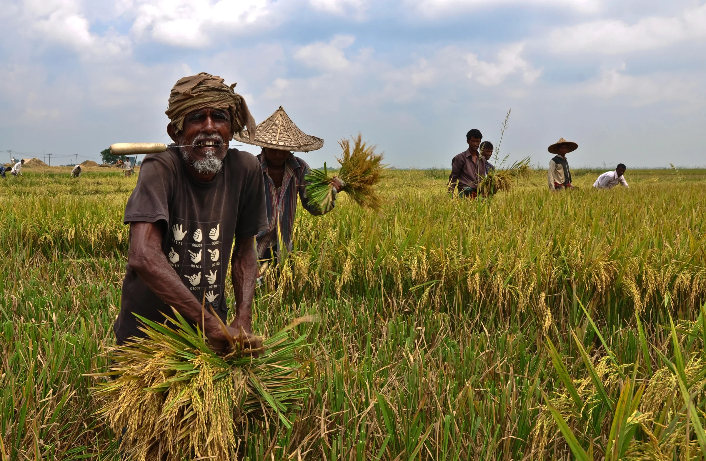 Harvesting of Paddy in a haor, Sunamganj, Bangladesh