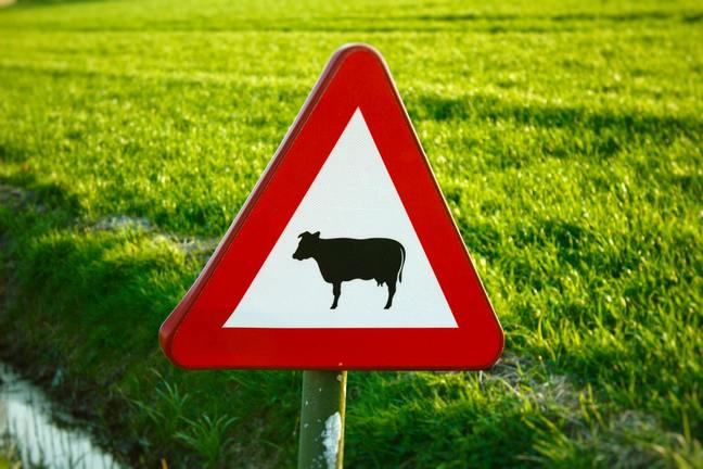 a white and red cattle triangular crossing sign, with a grass field in the background