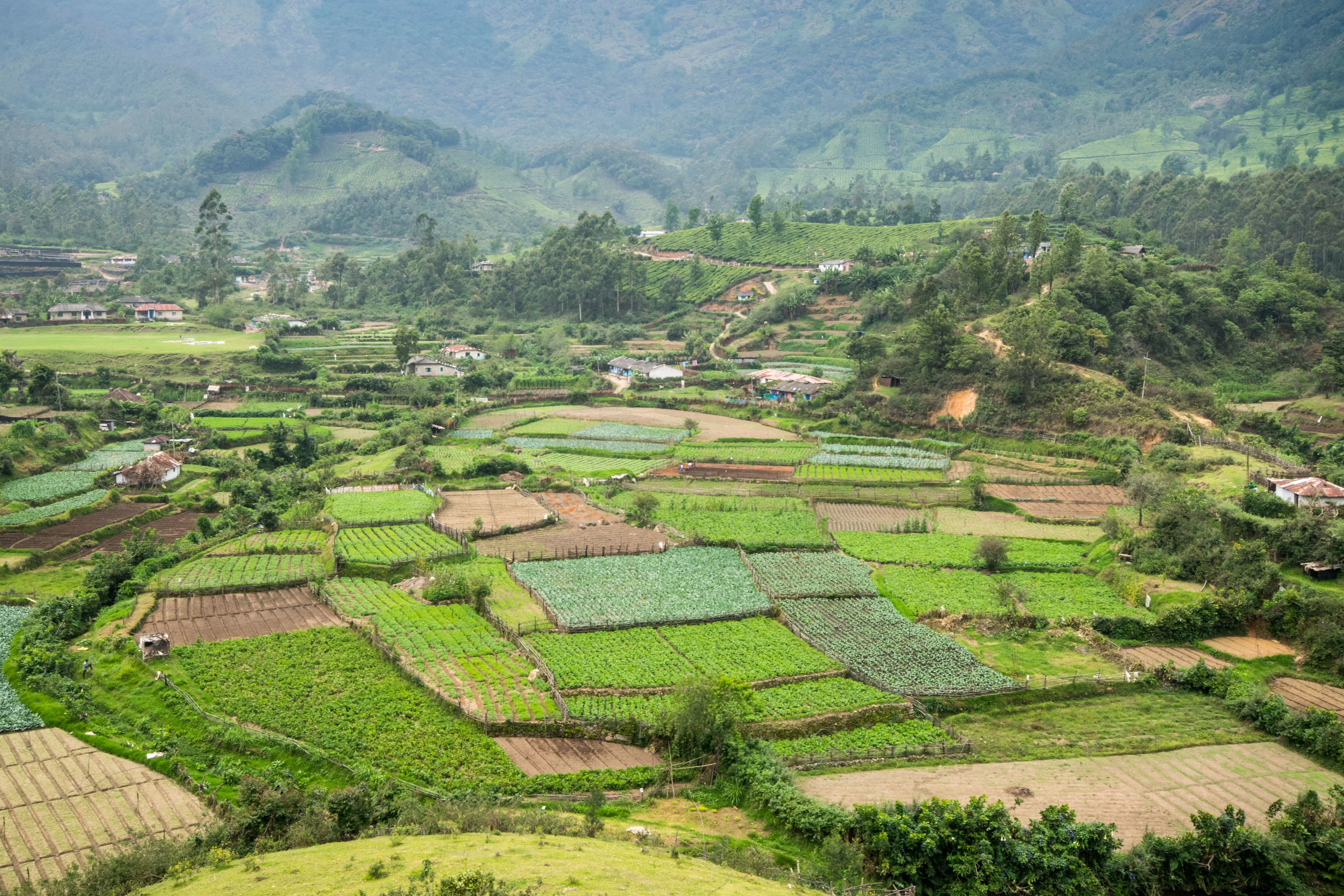 A photograph of farmland, set out in small fields, with mountains in the distance.