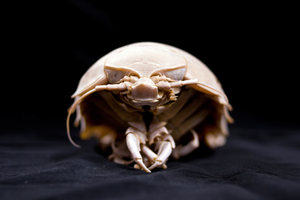 A deep ocean giant isopod