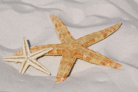Some starfish on a beach with five legs each