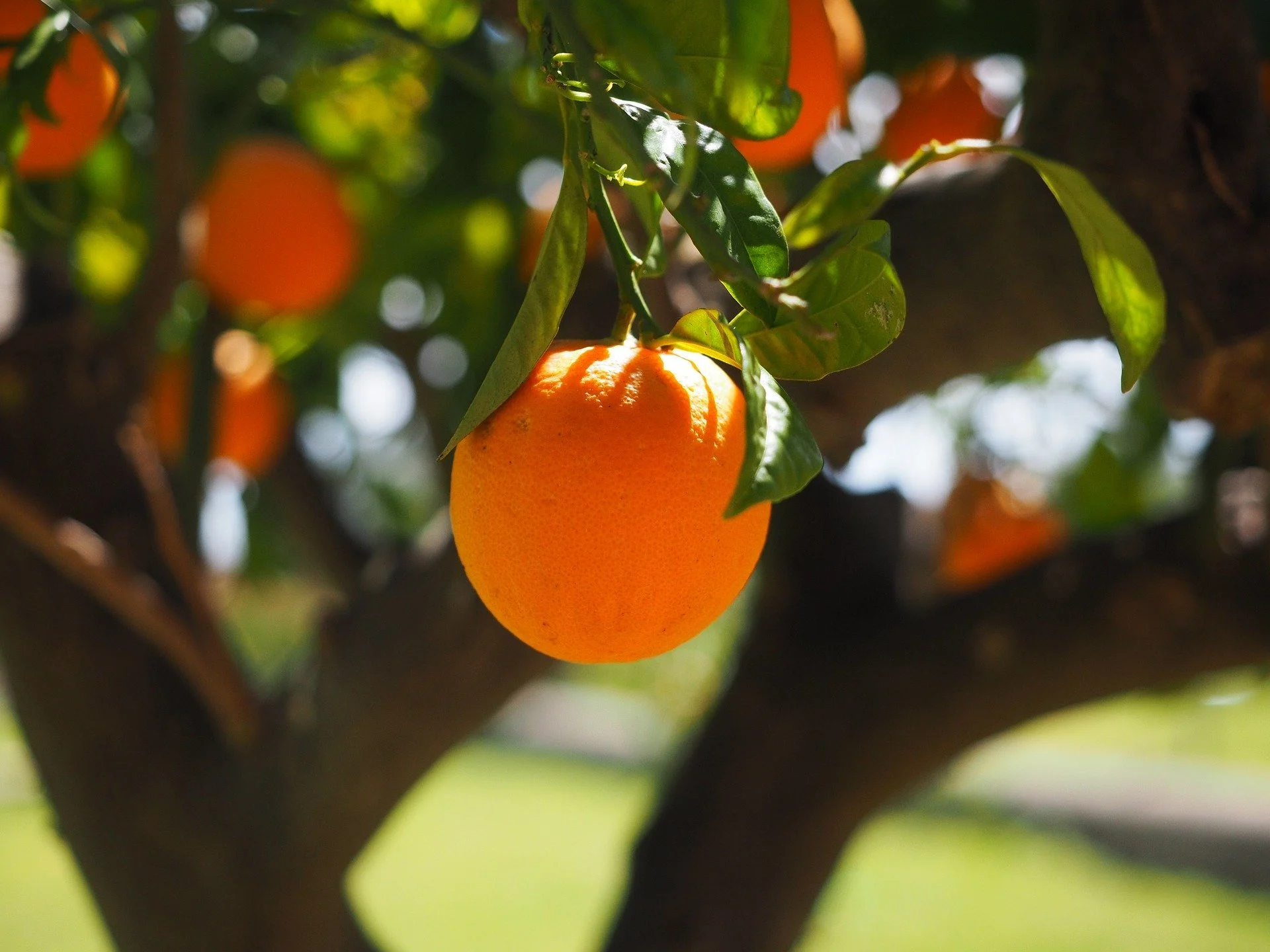 orange hanging from a tree