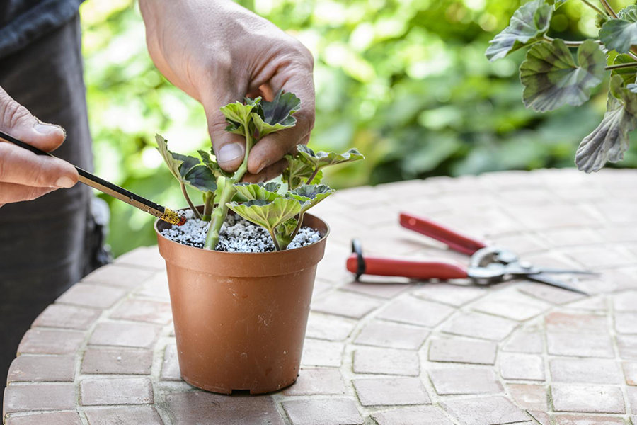 Taking cuttings rom pelargoniums