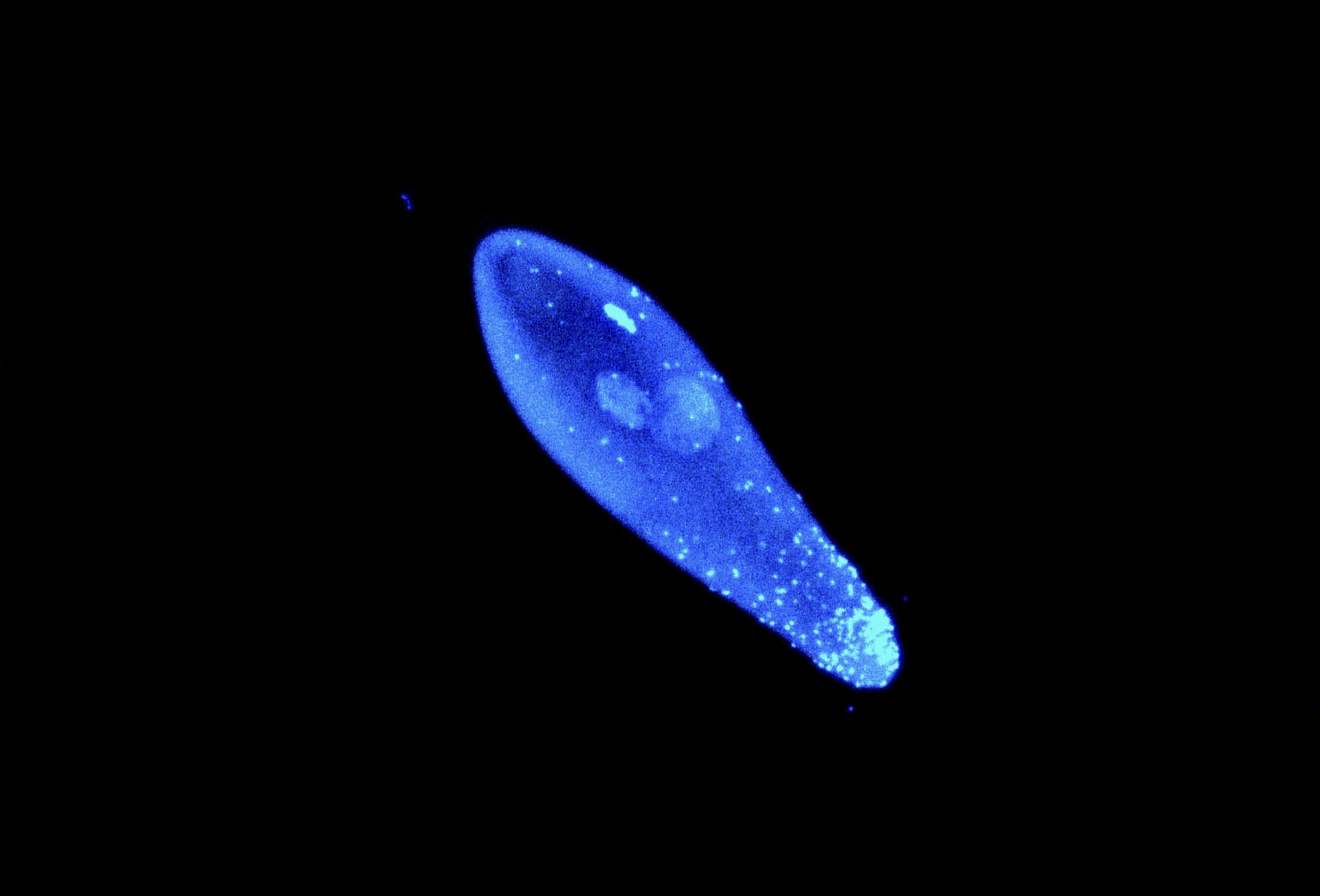 This image shows a blue stained oblong parasitic wasp egg. There are several light blue dots along the length of this egg which are Wolbachia bacteria. There are many of these dots accumulated at the bottom end of the egg.