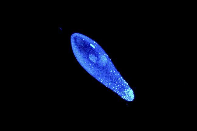 This image shows a blue stained oblong parasitic wasp egg. There are several light blue dots along the length of this egg which are Wolbachia bacteria. There are many of these dots accumulated at the bottom end of the egg.
