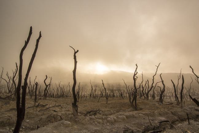 Drought, dead trees