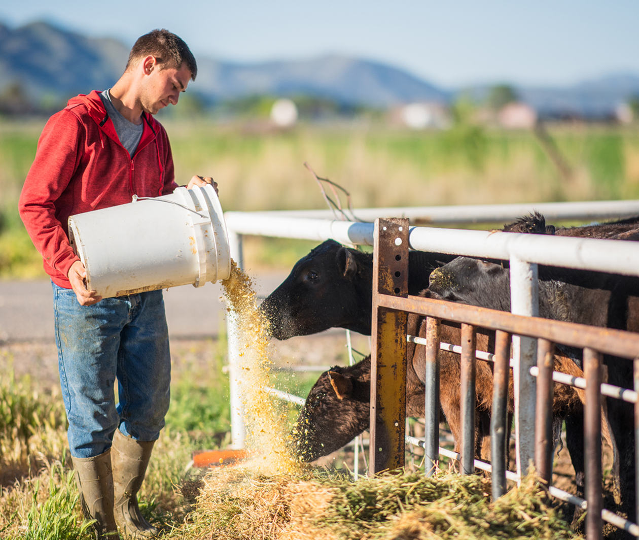 farmer feeding animals