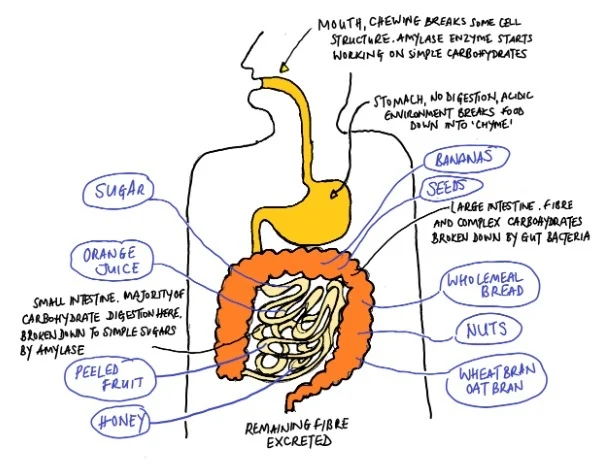 Example of foods and where they are digested in the human body