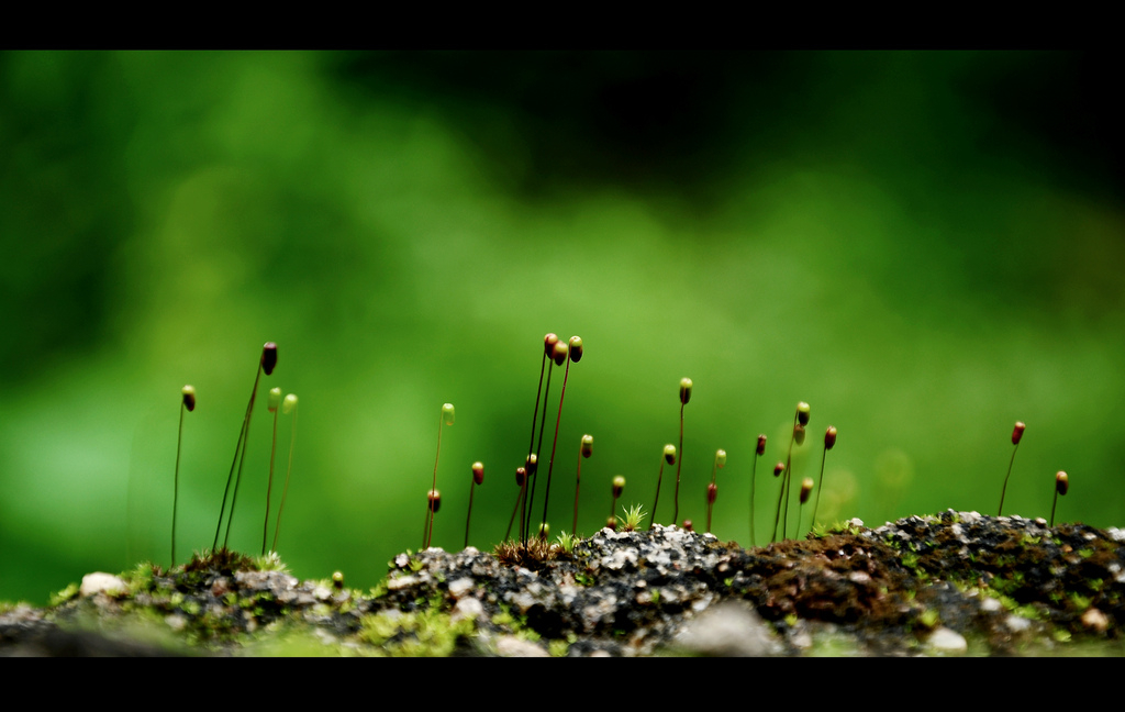 plants growing