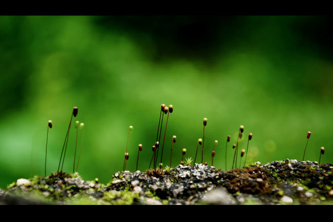 plants growing