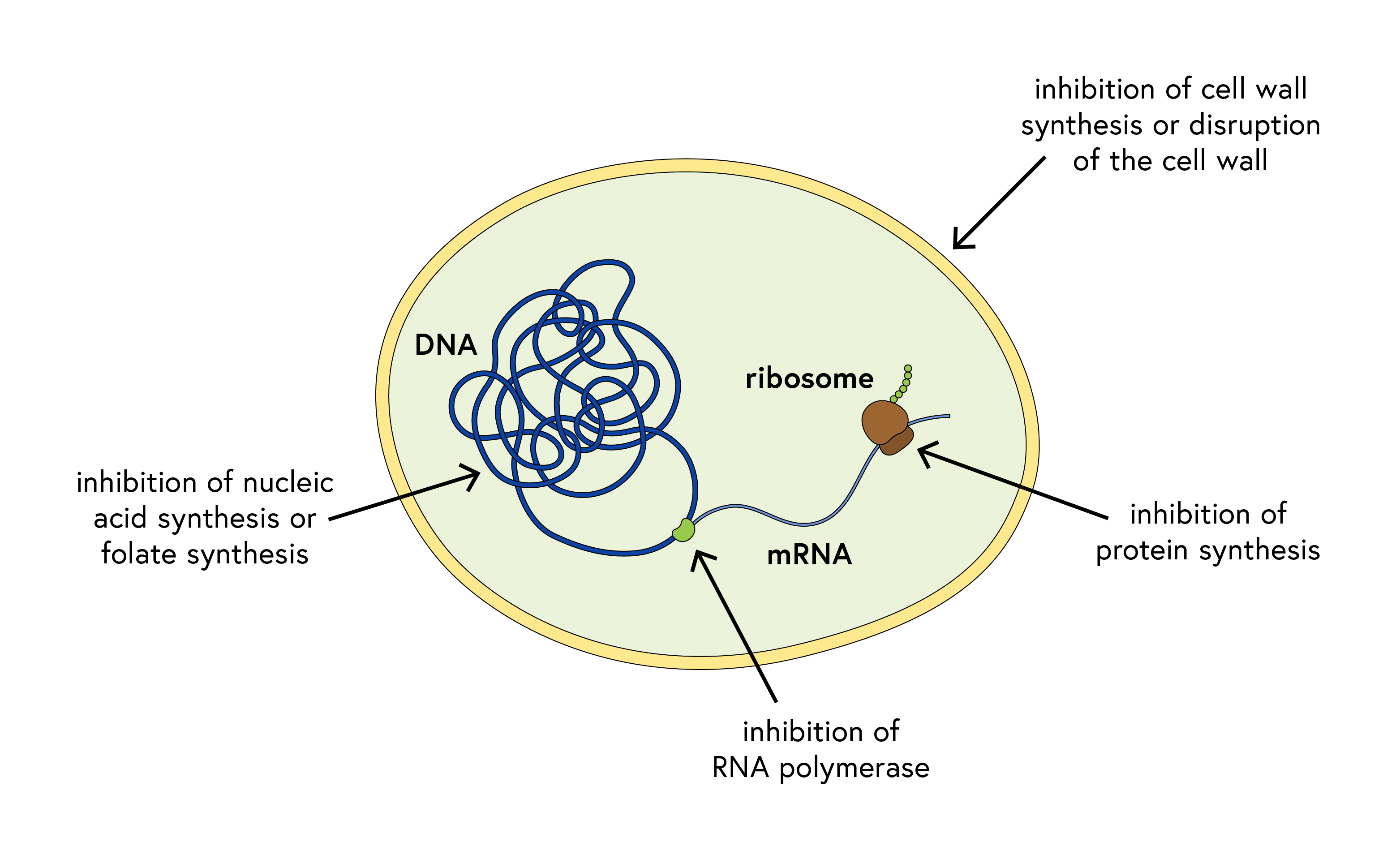 Mahacef Drop Mahacef Drop