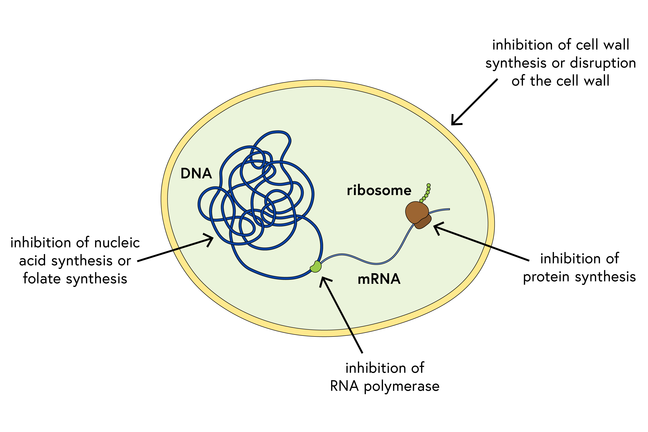 Schematic of a bacterium, showing DNA, mRNA, a ribosome, and the cell wall, and disruption by inhibition of nucleic acid synthesis, RNA polymerase, protein synthesis or cell wall synthesis, or disruption of cell wall