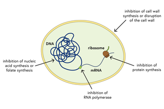 How do antibiotics work?