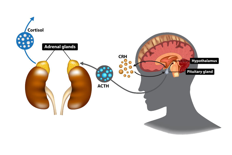 Hypotalamic-pituitary-adrenal axis. CRH, ACTH and cortisol are the 'messengers' that allow the communication along this axis, and that ultimately affect the whole body.