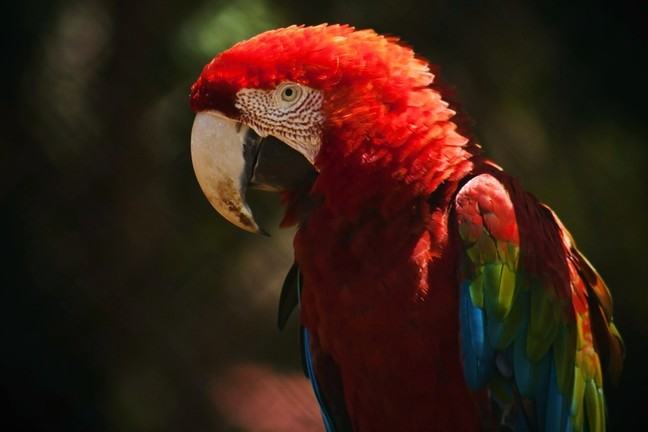A scarlet macaw