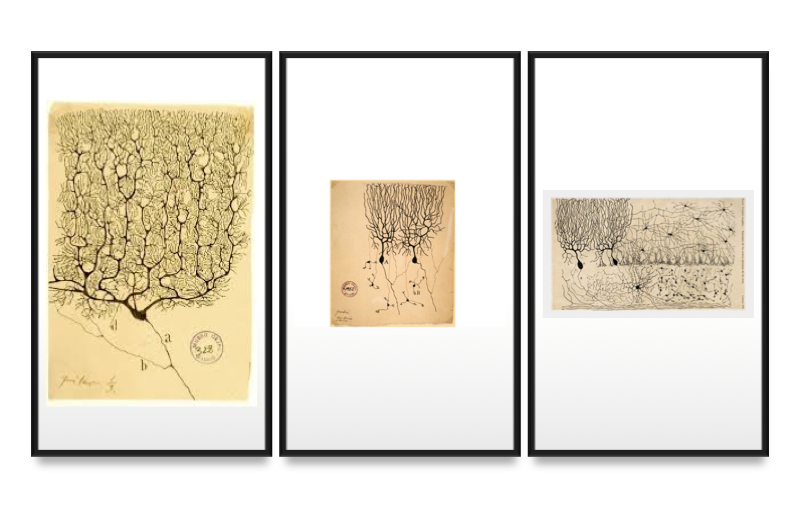 Cajal's drawings of neurons