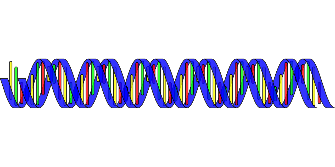 Grammatical Rules For Dna Sequence Representation