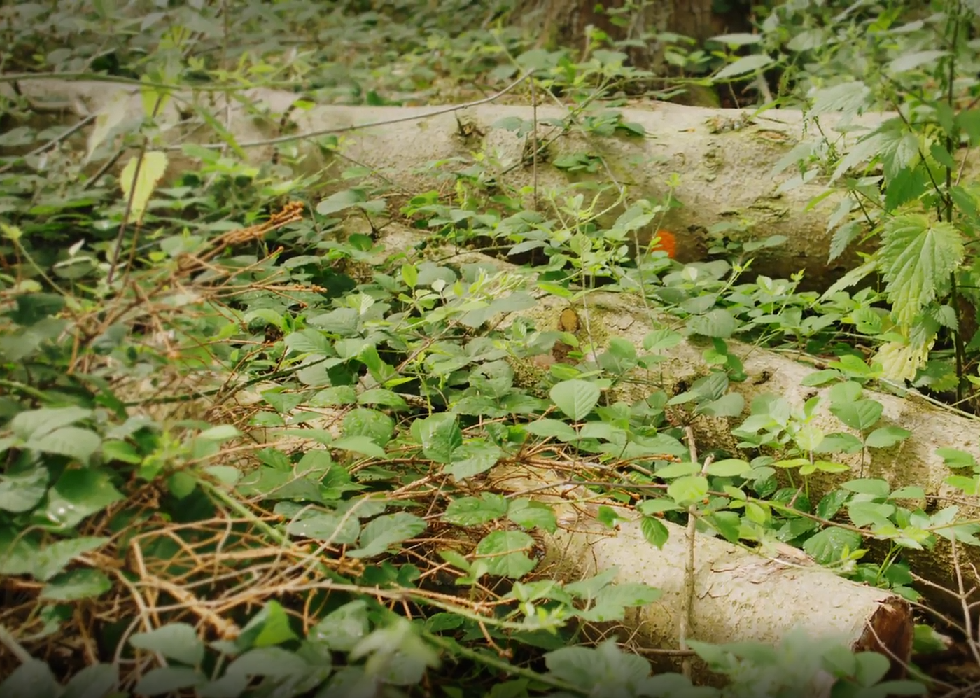 photo of logs on the forest floor