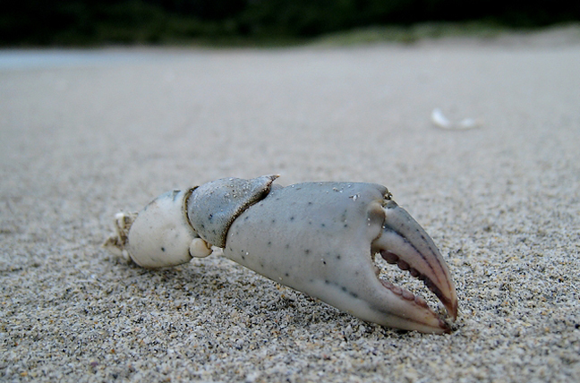 A crabless claw Crab claw