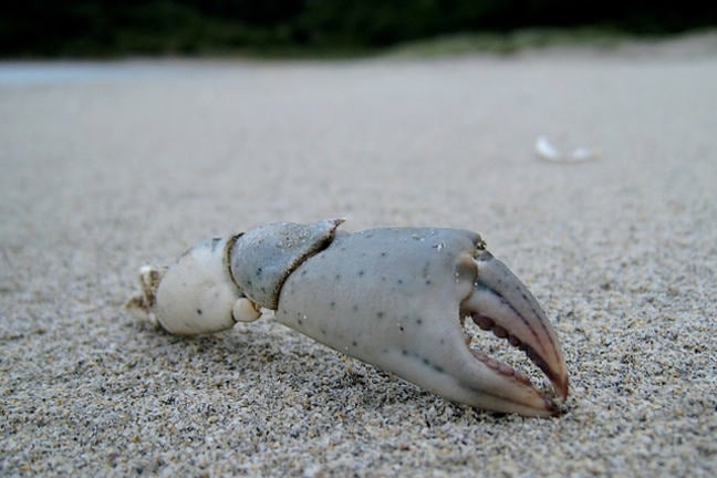 Crab claw