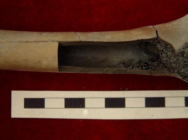 A burned animal bone showing longitudinal fractures to the surface. A rectangle of bone has cracked away from the shaft.