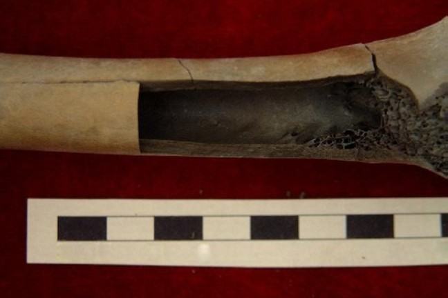 A burned animal bone showing longitudinal fractures to the surface. A rectangle of bone has cracked away from the shaft.