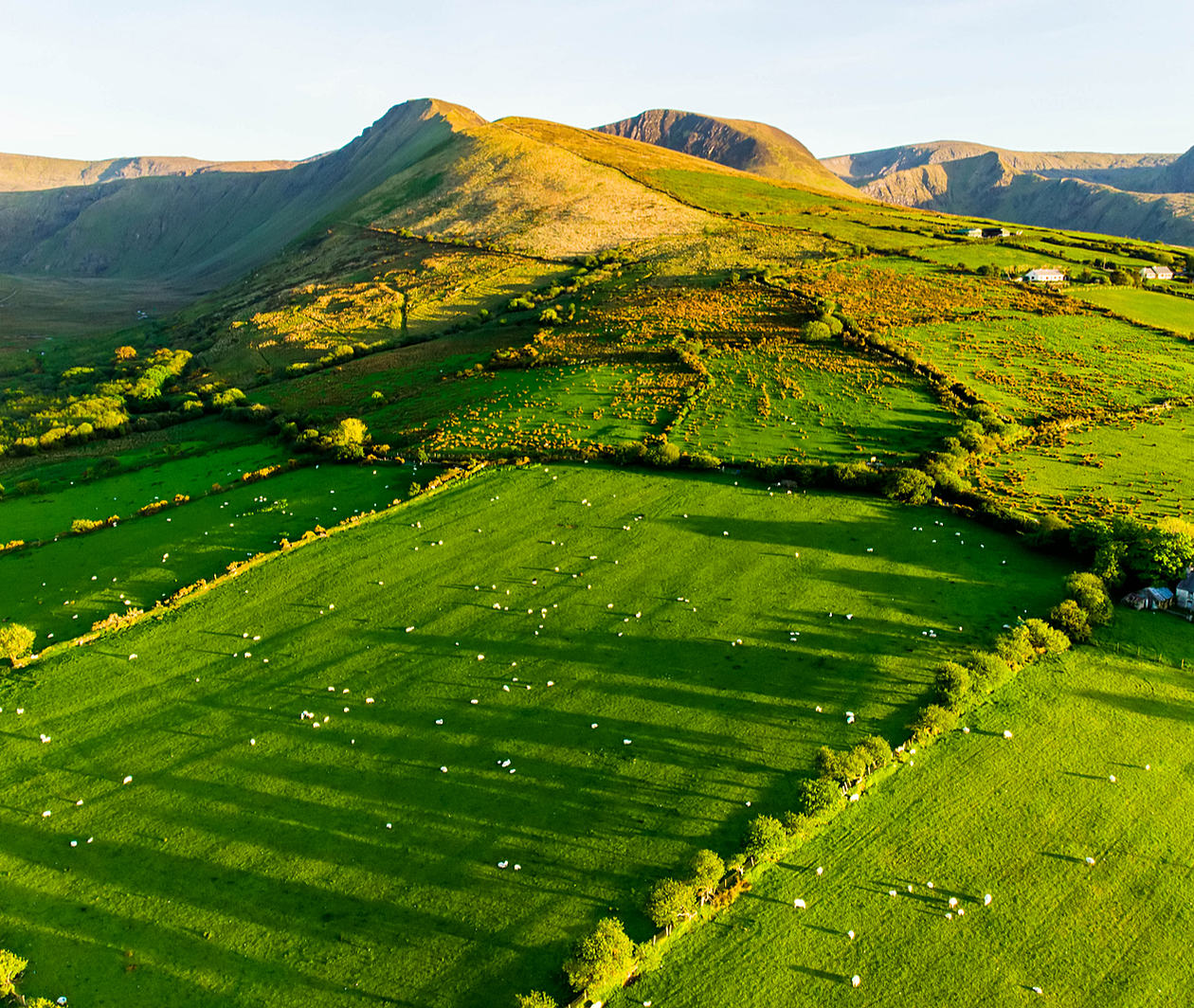 An aerial picture of sheep in a field in the sun in Ireland.