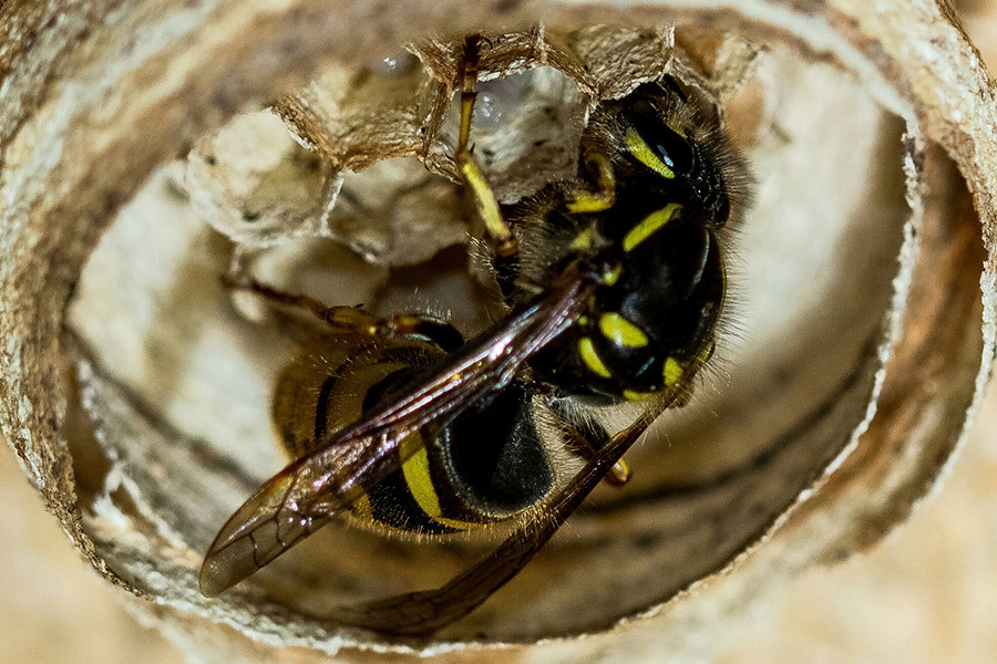 Close-Up Of Bee In Cocoon