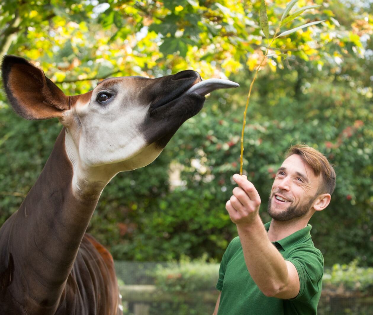 A zookeeper feeding an okapi