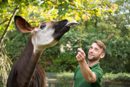 Becoming a Zookeeper: A Virtual Work Experience Course - cover image