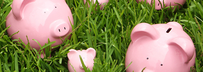 Pink piggy banks on grass
