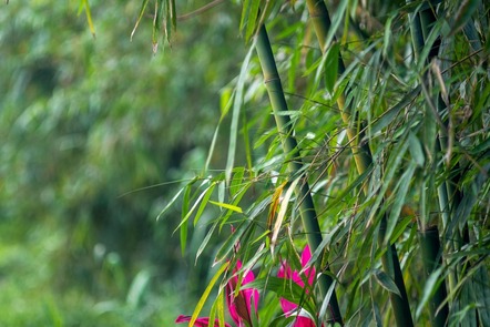A bamboo (botanical rhizome) forest. 
