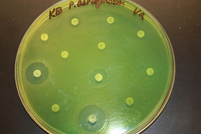 Pseudomonas aeruginosa on Meuller Hinton agar