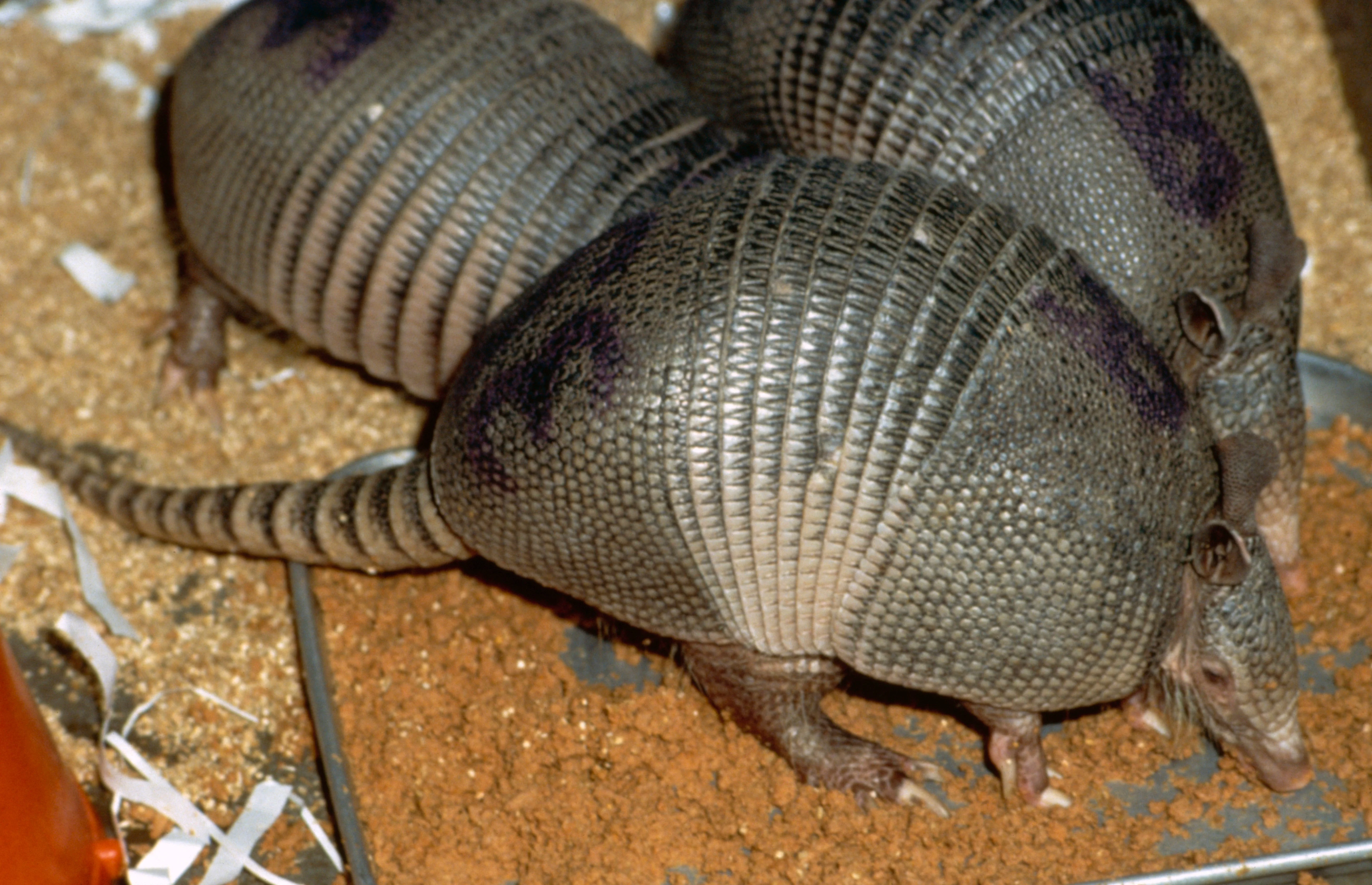 Three Armadilloes in captivity - they are natural hosts of Mycobacterium leprae