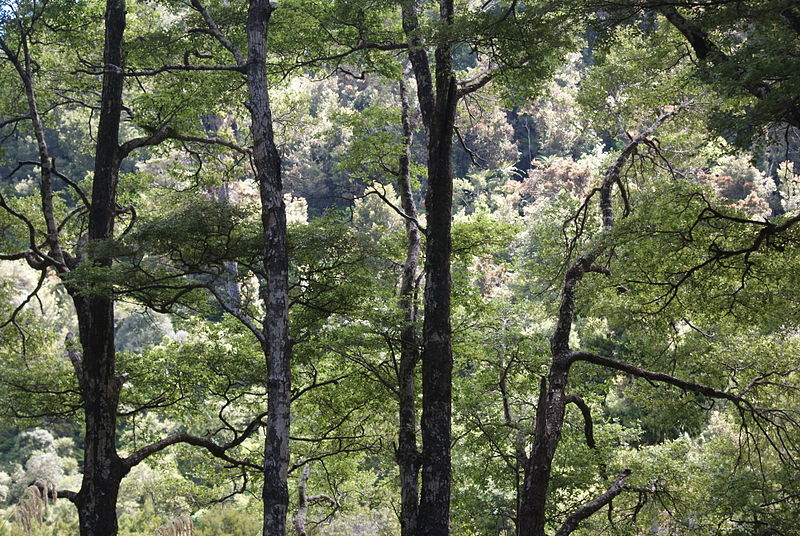 New Zealand beech forest - looking through the trees to the sky.