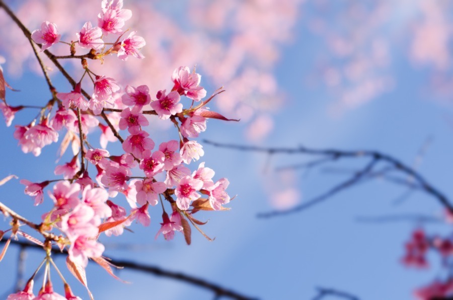 Cherry blossom tree