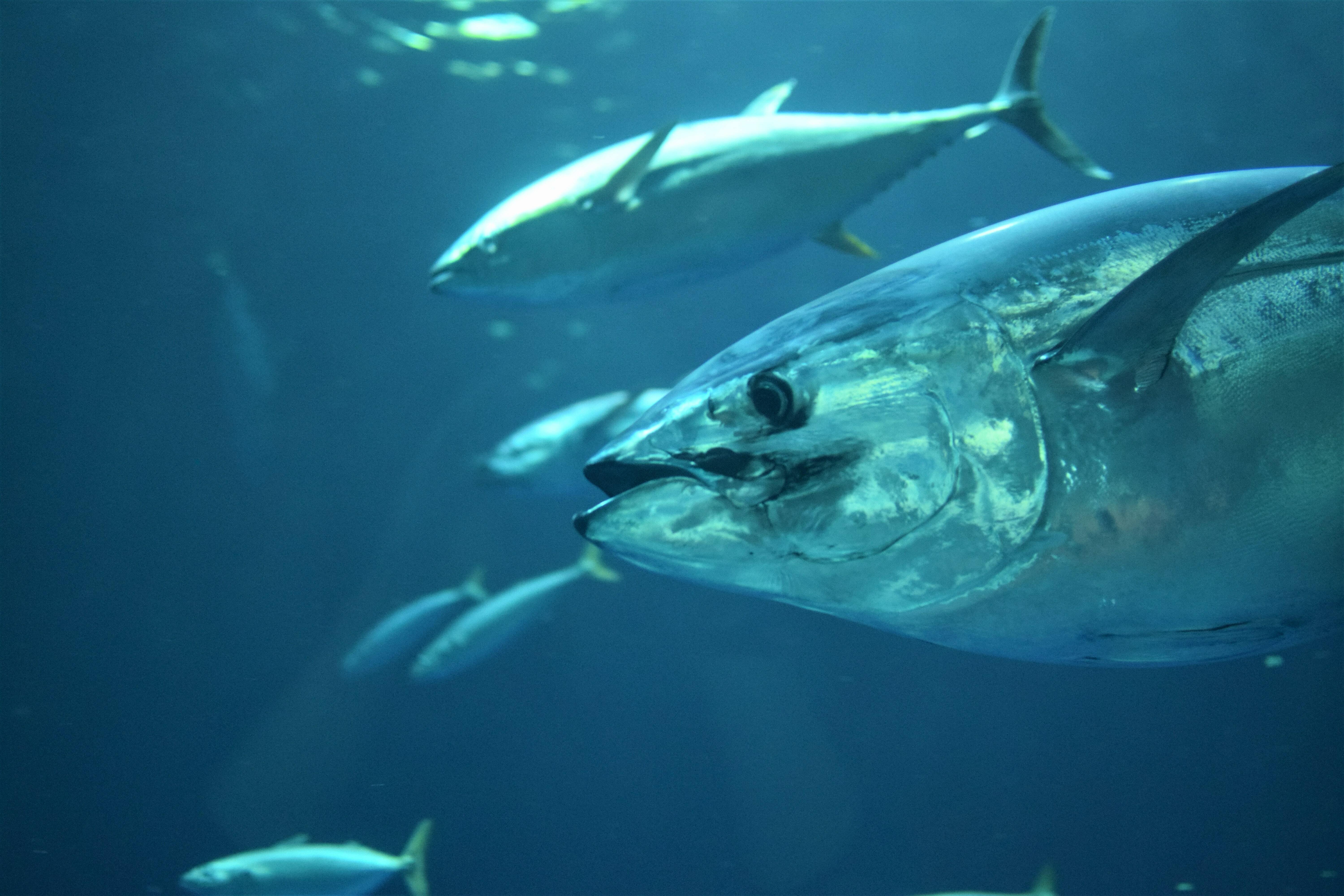 Close up of a Yellowfin tuna