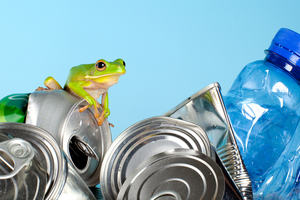 frog on pile of rubbish