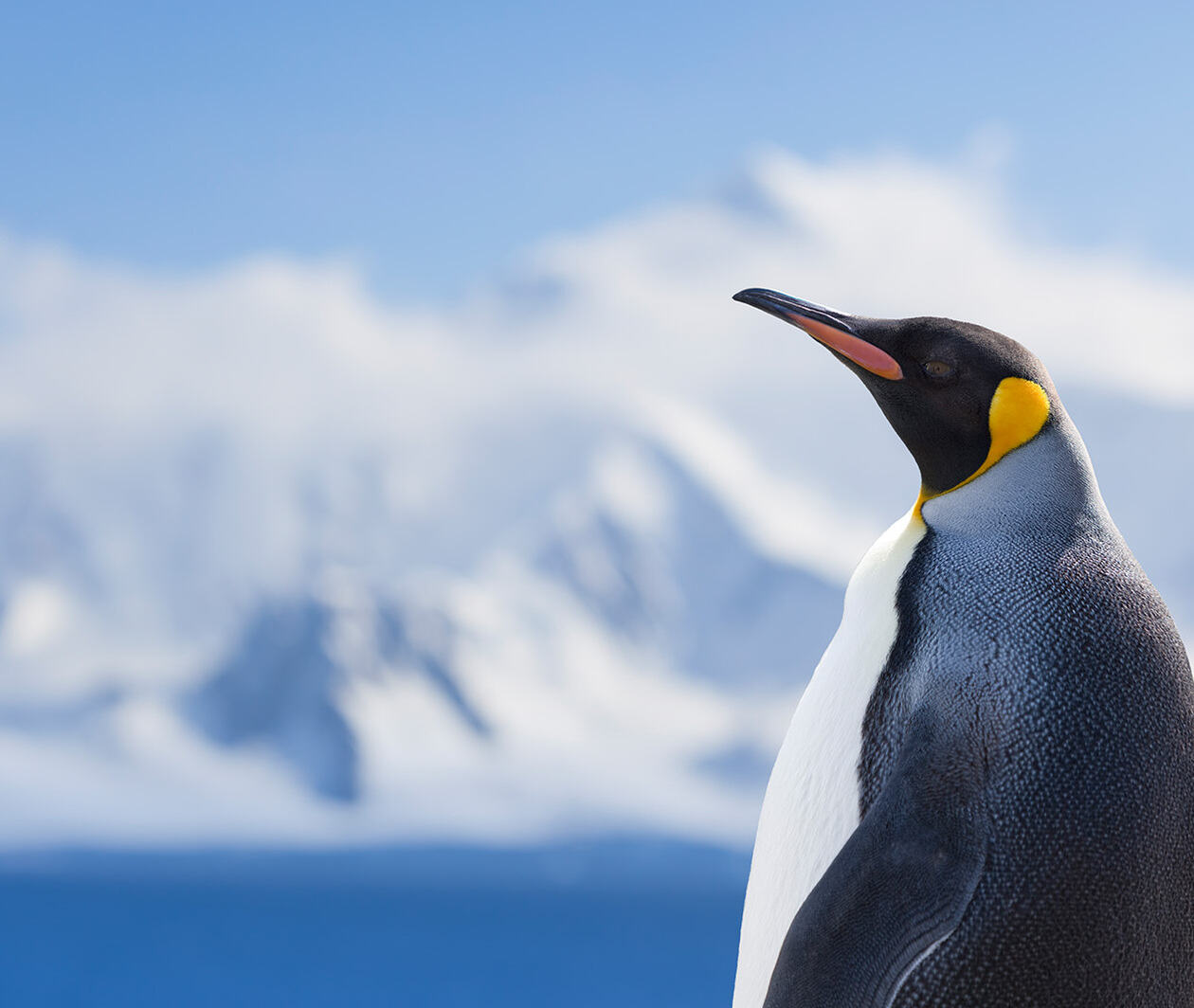 A penguin looks over an icy plain. 