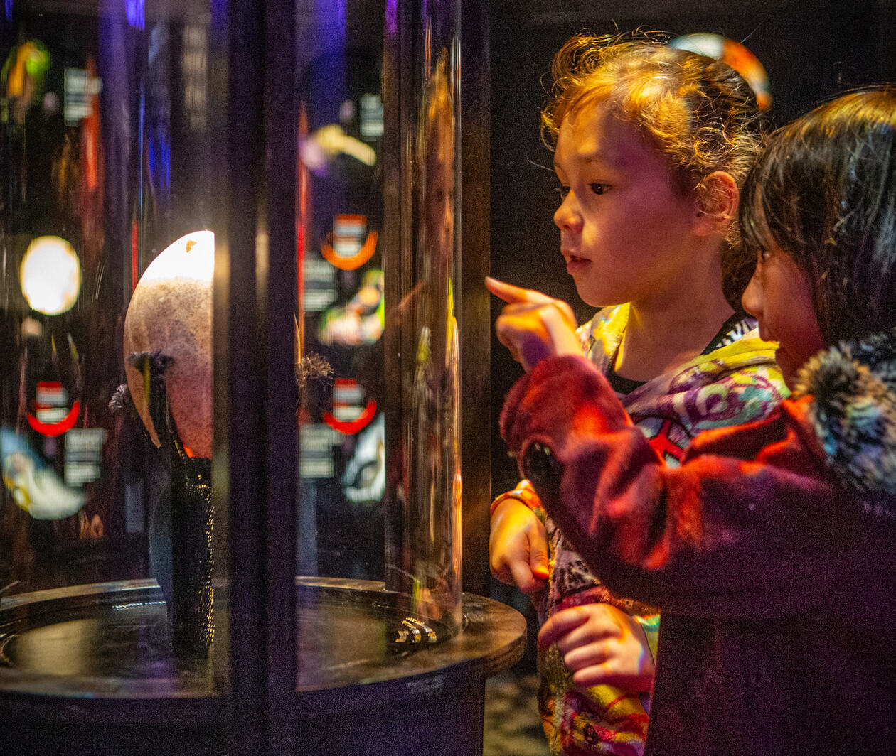 Two young girls looking closely and pointing excitedly at a Moa egg in a glass case within the Te Taiao Nature exhibition at Te Papa Tongarewa