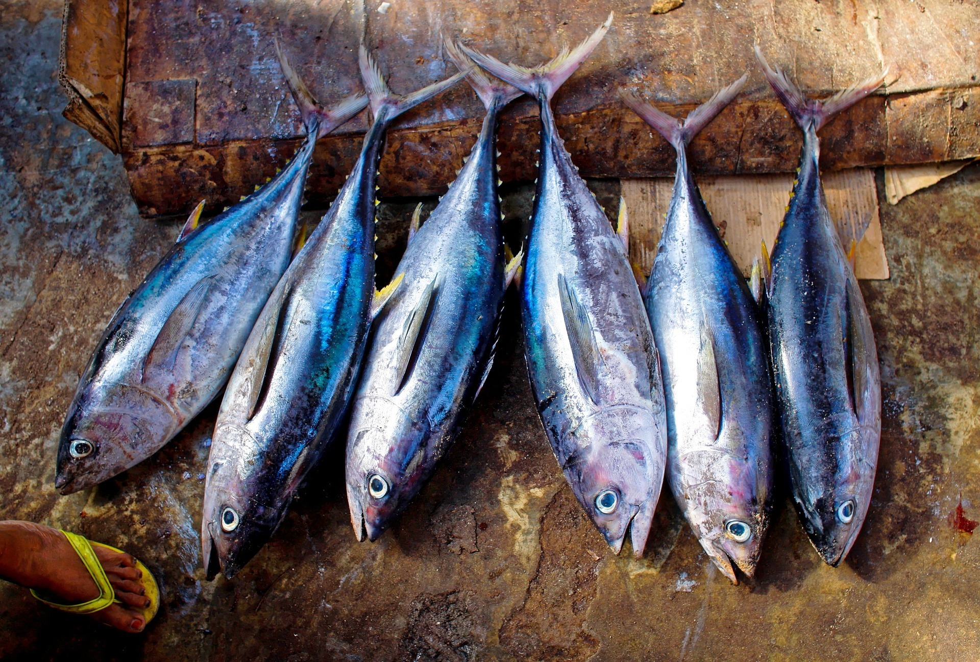 Four tuna fish lying on the deck of a fishing boat